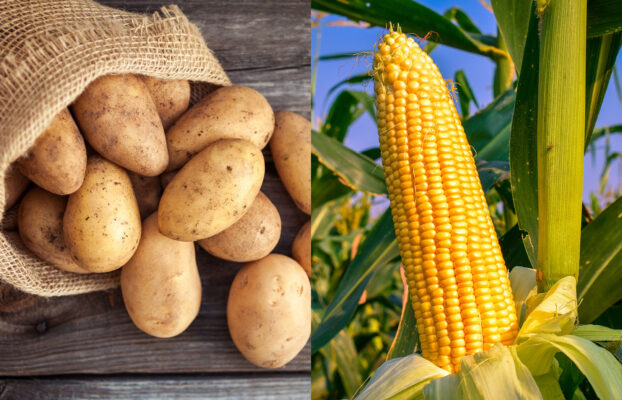 100% natural and biodegradable corn and potato